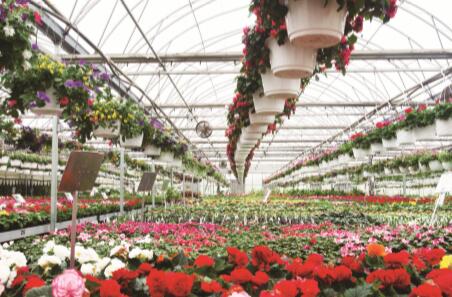 荷兰何以创造出世界农业奇迹